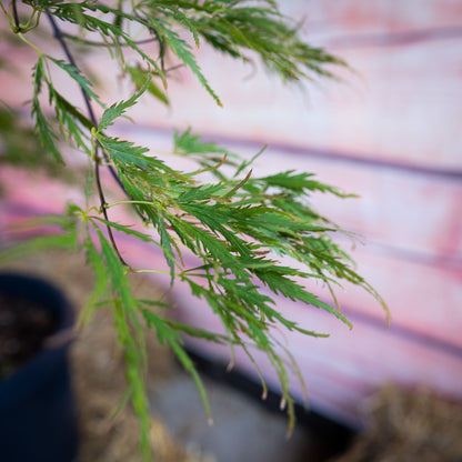 Spring Delight Japanese Maple foliage