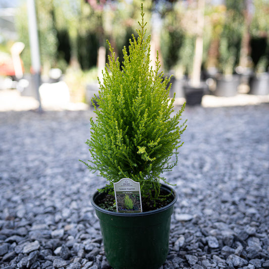 Lemon Cypress Trees