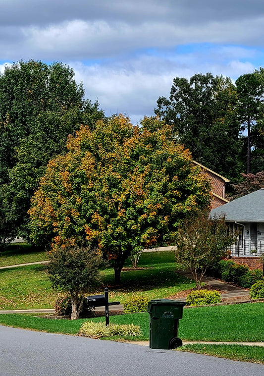 Sugar Maple Tree Legacy