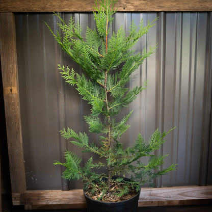 Group of Murray Cypress Privacy Trees