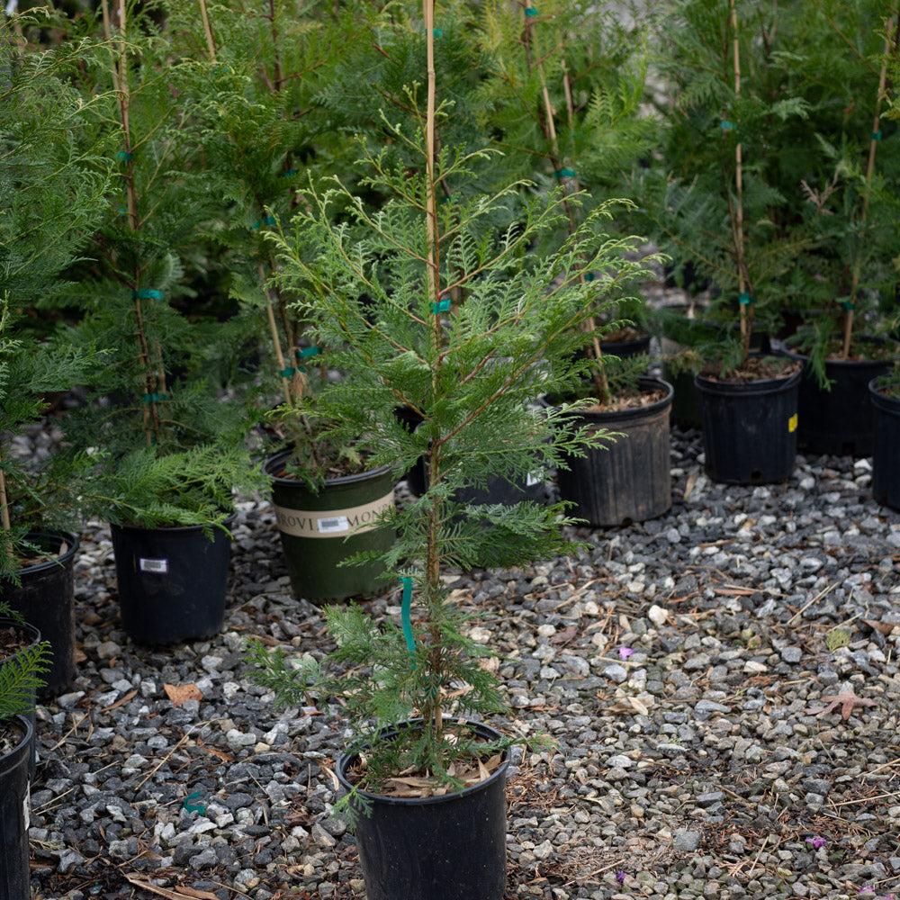 Group of Murray Cypress Privacy Trees