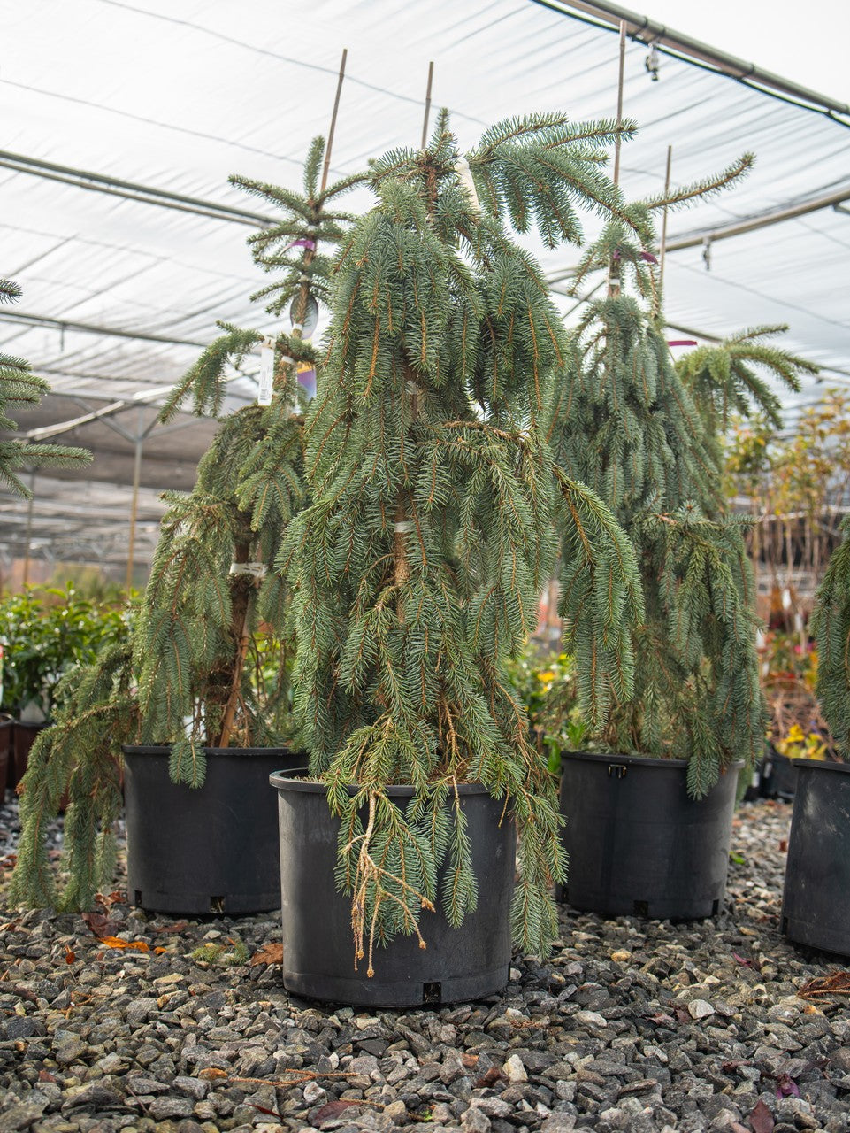 The Blues Weeping Blue Spruce