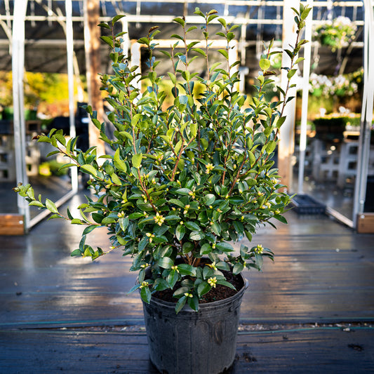 Camellia Kanjiro Sasanqua 3 Gallon
