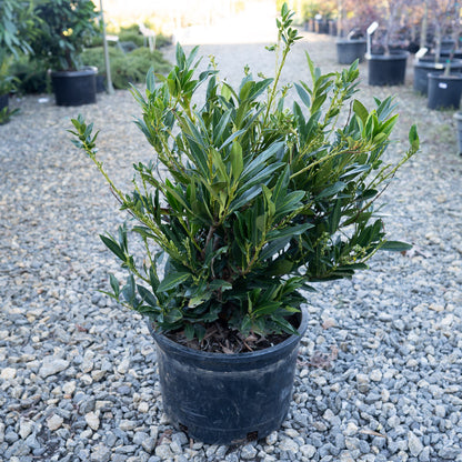 Otto Luyken Laurel spring blooms on popular evergreen shrub