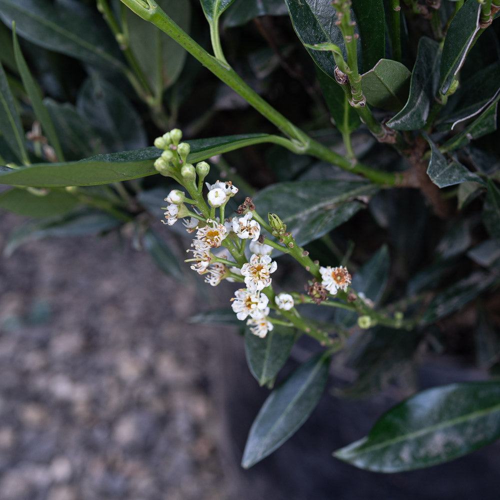 Profuse blooms on the Otto luyken laurel