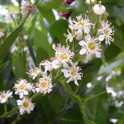 Otto luyken laurel in pot at Settlemyre Nursery