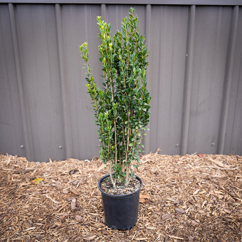 Sky Pencil Japanese Holly in #3 container in front of hundreds of sky pencil hollies