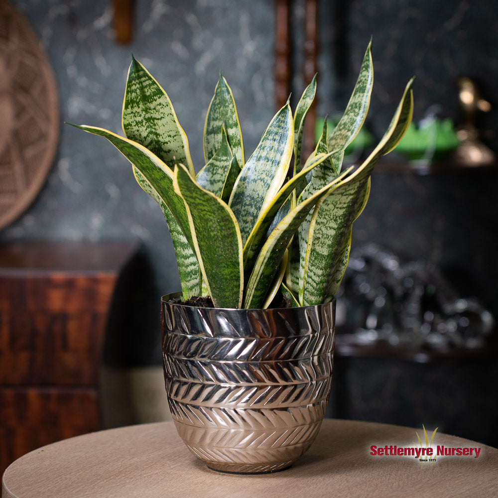 Snake Plant Variegated 6 inch