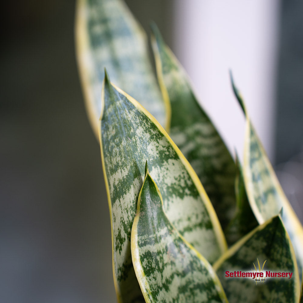 Snake Plant Variegated 6 inch