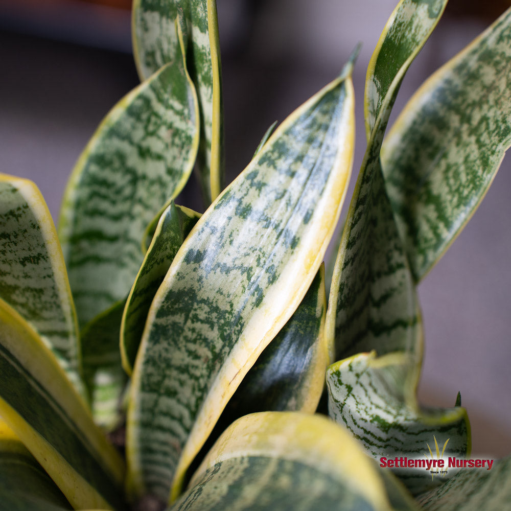 Snake Plant Variegated 6 inch