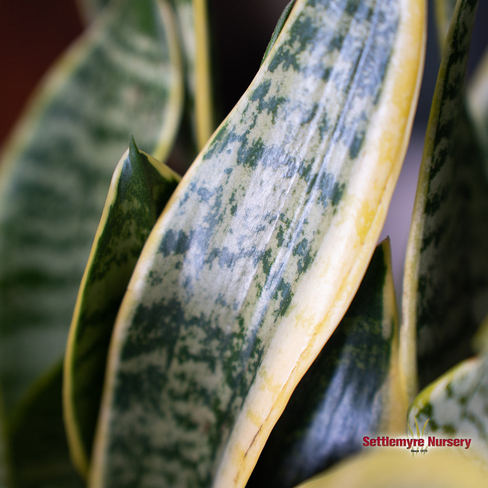 Snake Plant Variegated 6 inch