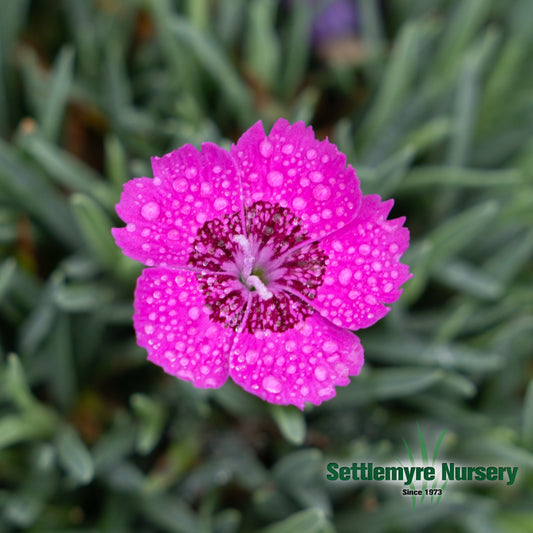 Dianthus Neon Star #1