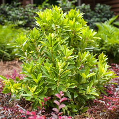 Illicium Anise Banana Appeal