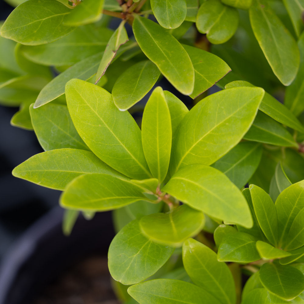 Illicium Anise Banana Appeal