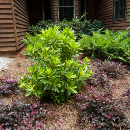 Illicium Anise Banana Appeal