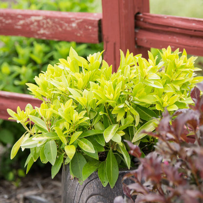 Illicium Anise Banana Appeal