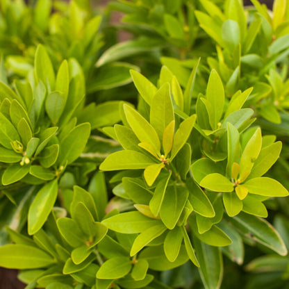 Illicium Anise Banana Appeal