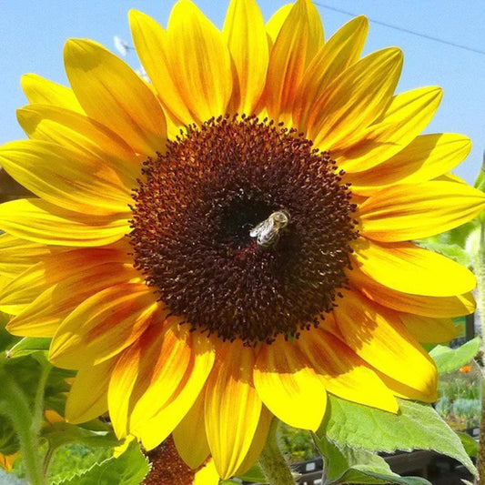 Seed Flower Sunflower Autumn Beauty