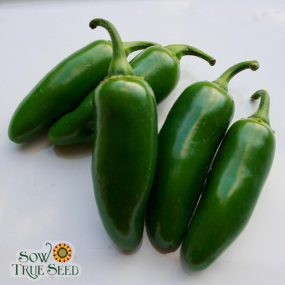 Seed Hot Pepper Jalapeno