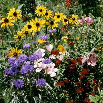 Seed Flower Mix Bird