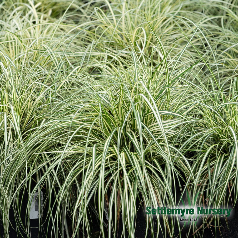 Carex â€˜Evergoldâ€™ Ornamental Grass with variegated foliage