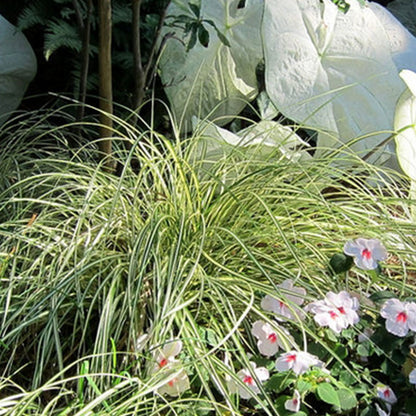 Carex â€˜Evergoldâ€™ Ornamental Grass close-up