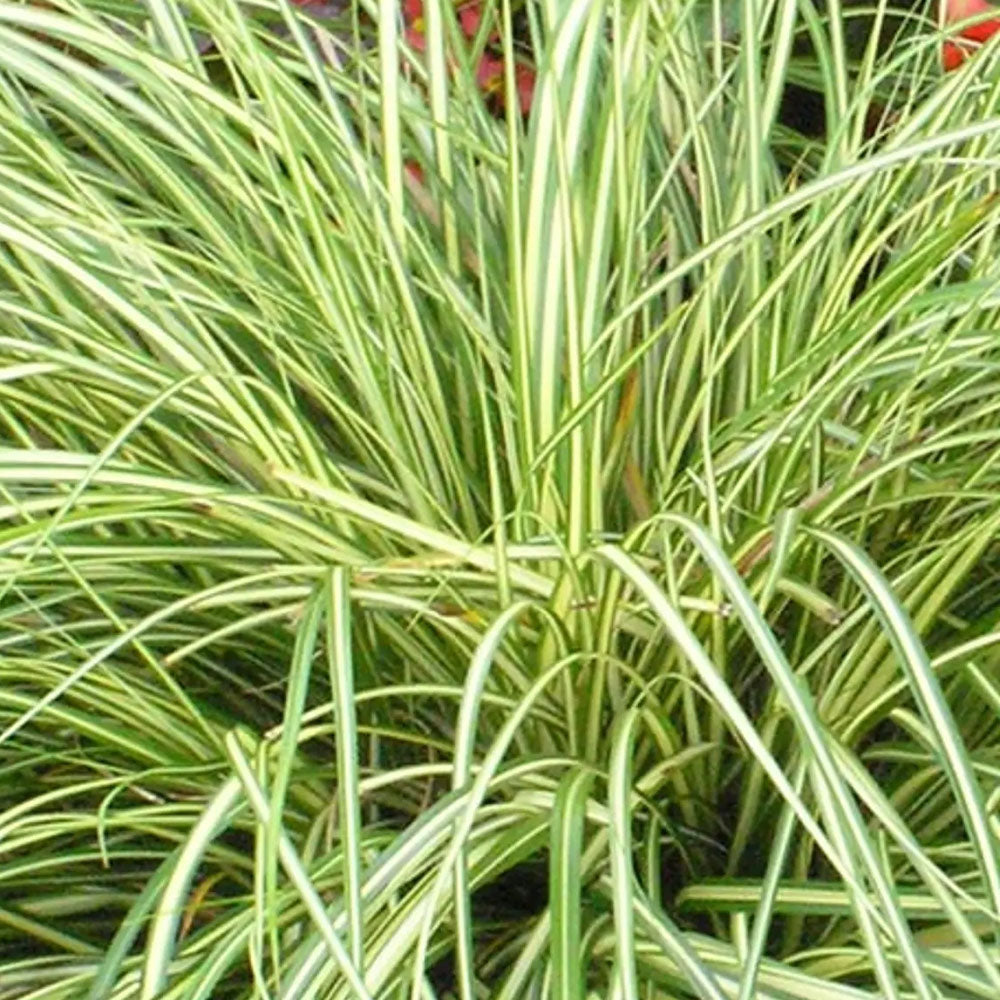 Carex Evergold Ornamental Grass