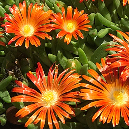 Orange Ice Plant 1 gallon