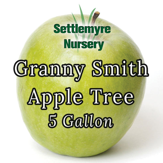 Apple Tree Granny Smith