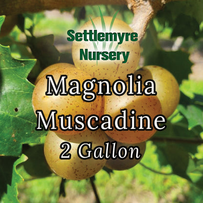 Muscadine Magnolia 1 Gallon