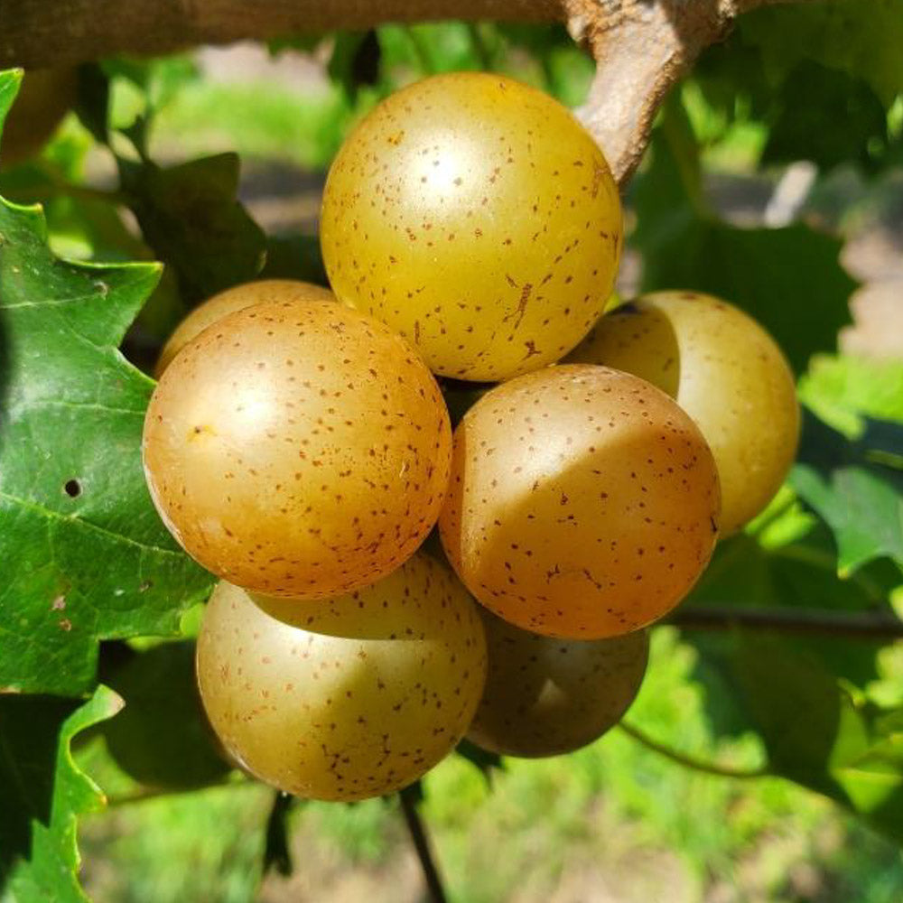 Muscadine Magnolia 1 Gallon