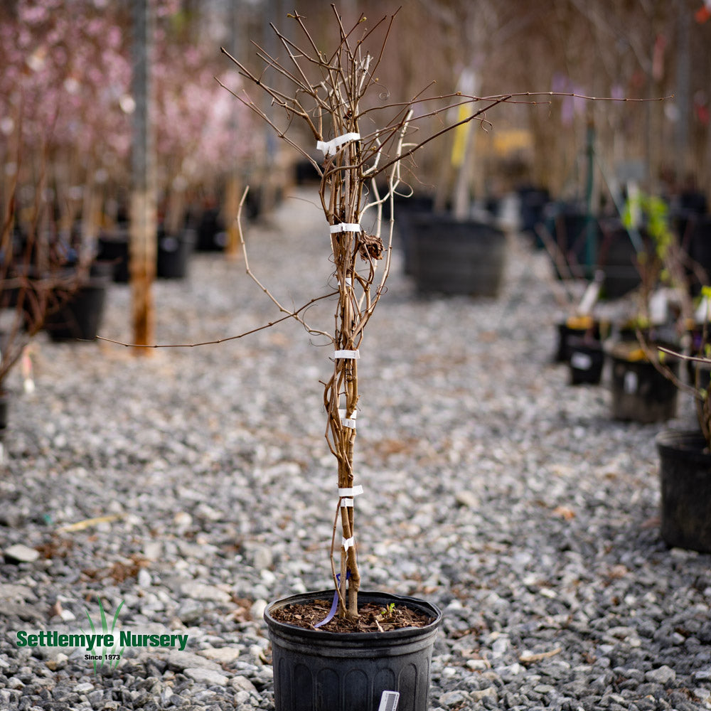 Muscadine Magnolia 1 Gallon