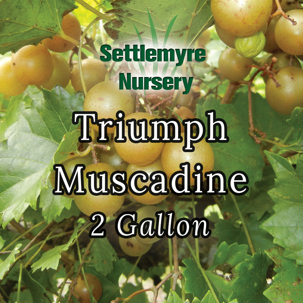 Muscadine Triumph 1 Gallon