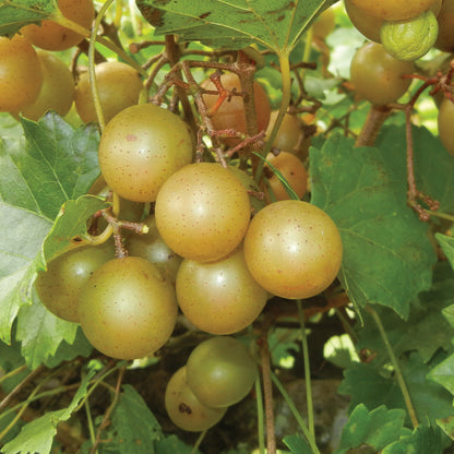 Muscadine Triumph 1 Gallon