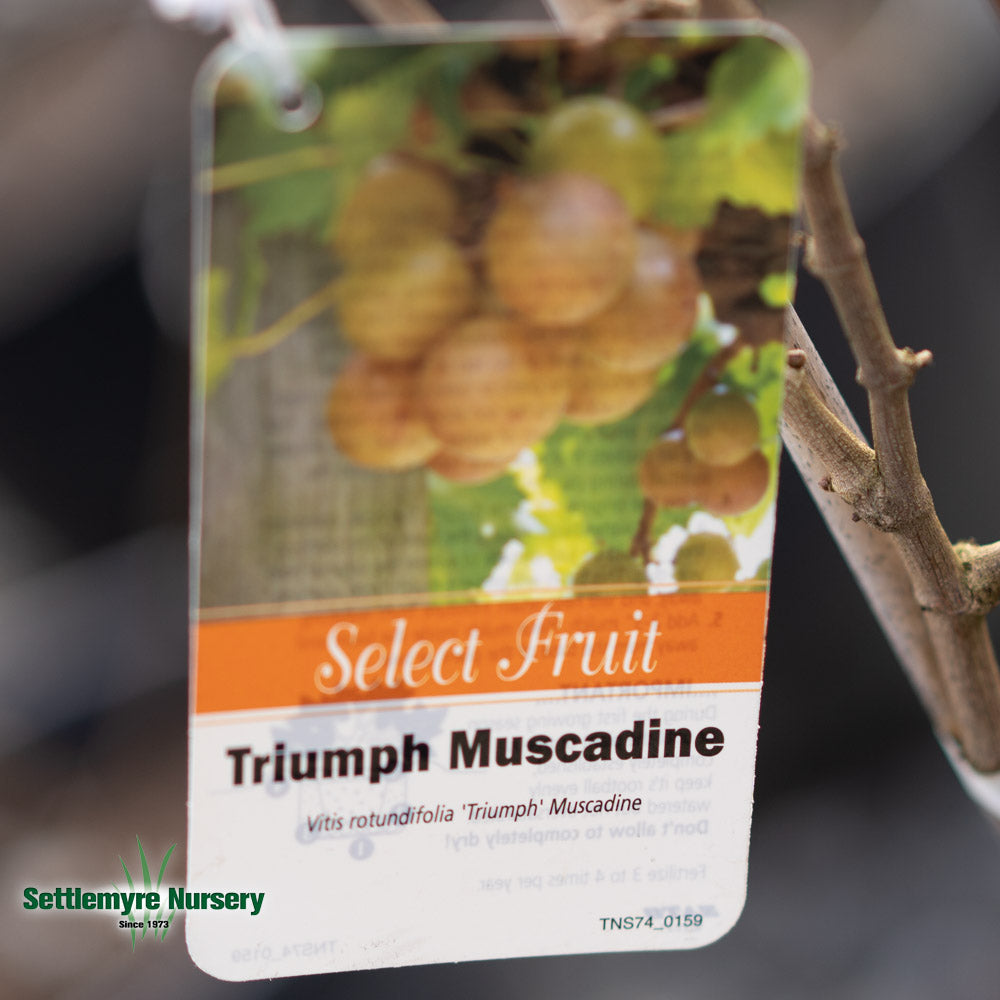 Muscadine Triumph 1 Gallon