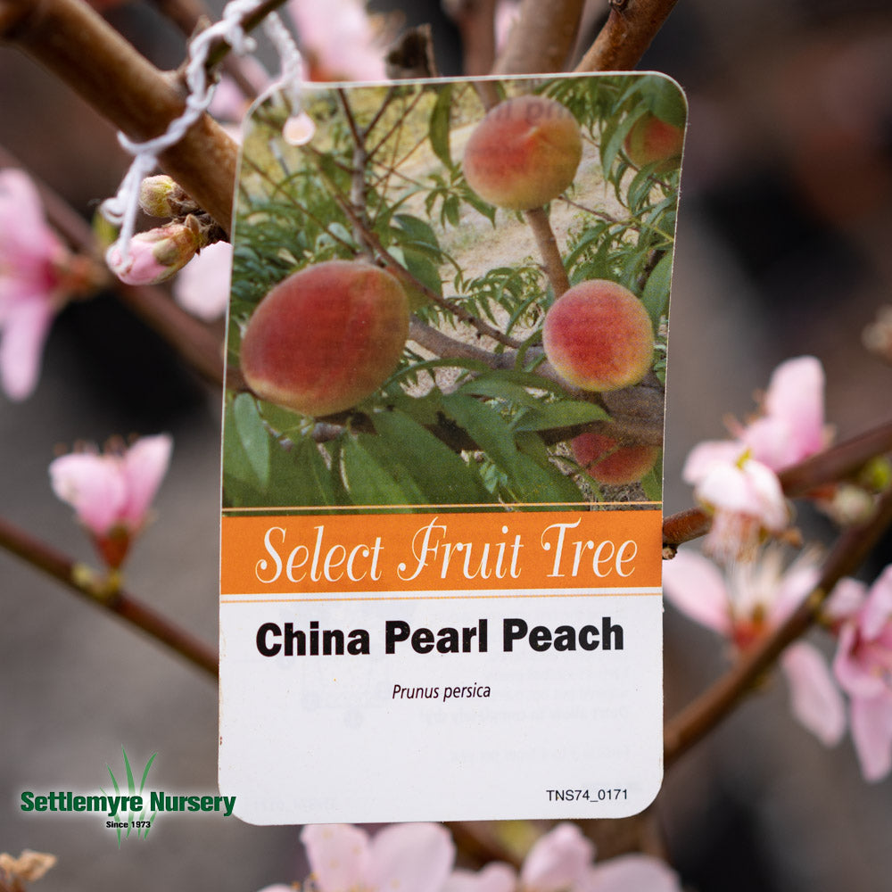 Peach Tree China Pearl 5 Gallon