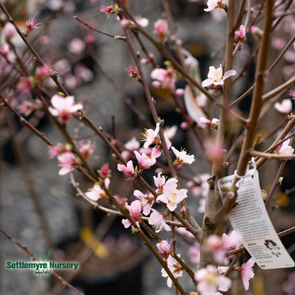 Peach Tree China Pearl 5 Gallon