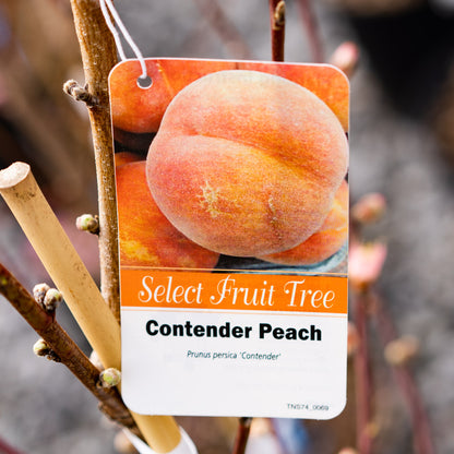 Peach Tree Contender 5 Gallon