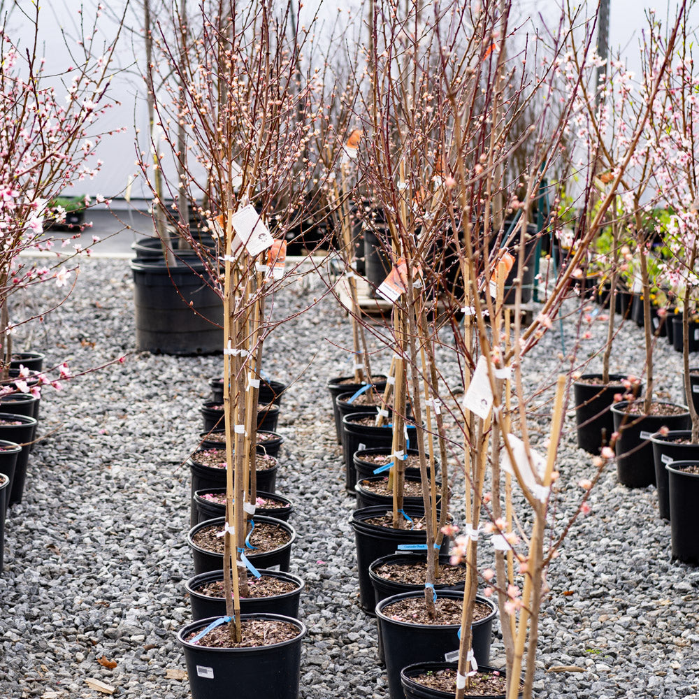 Peach Tree Contender 5 Gallon