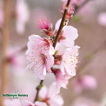 Peach Tree Cresthaven 5 Gallon