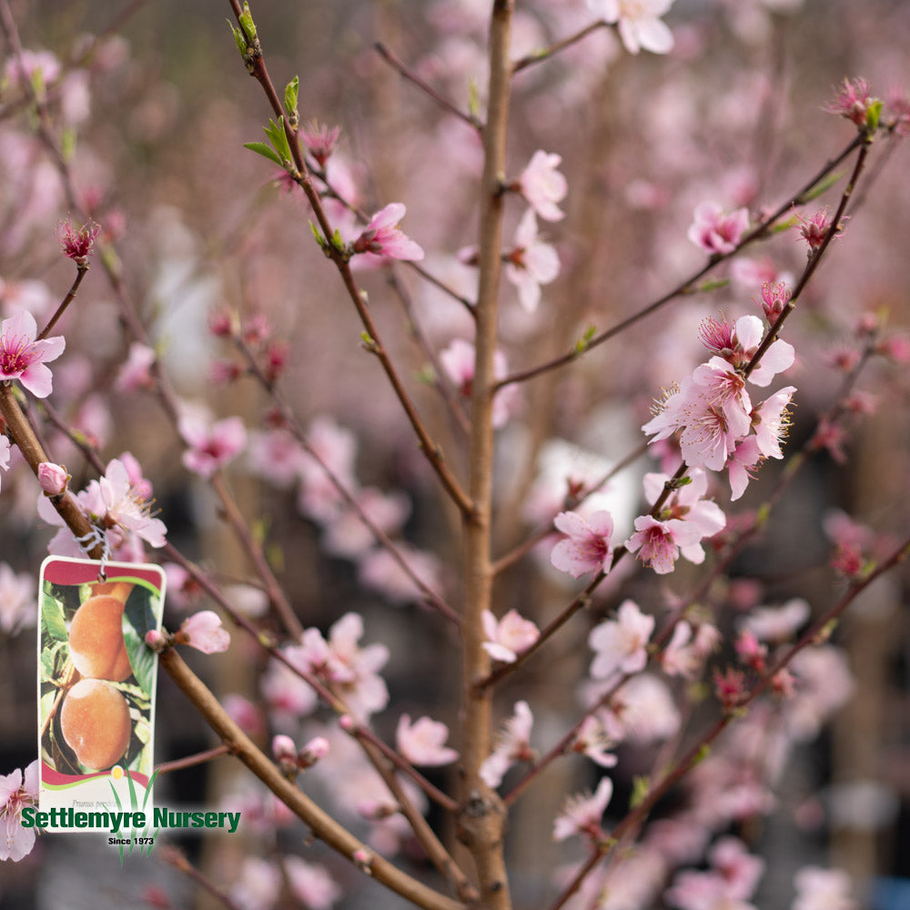 Peach Tree Cresthaven 5 Gallon