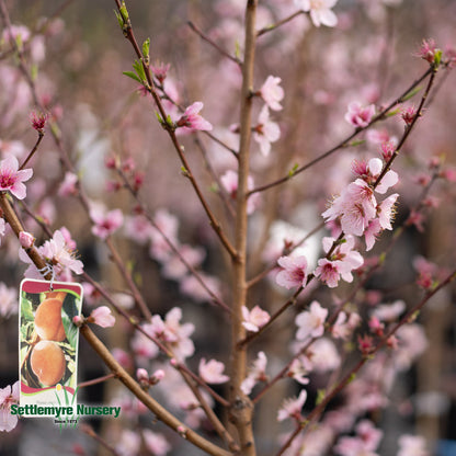 Peach Tree Cresthaven 5 Gallon