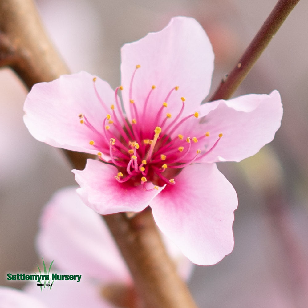 Peach Tree Cresthaven 5 Gallon