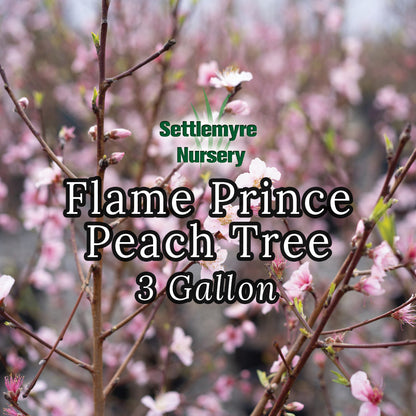 Peach Tree Flame Prince 5 Gallon