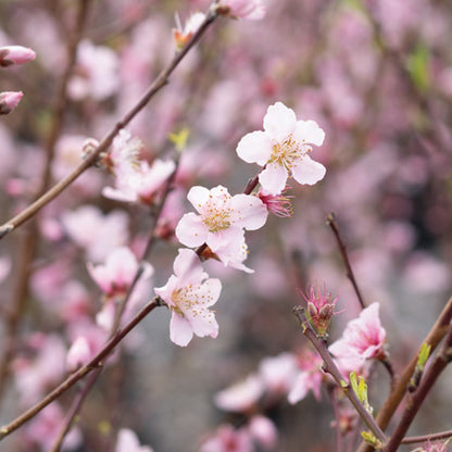 Peach Tree Flame Prince 5 Gallon