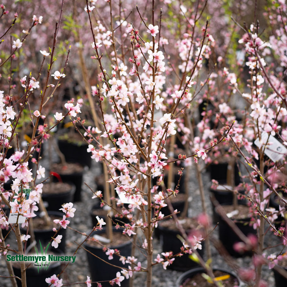 Peach Tree July Prince 5 Gallon