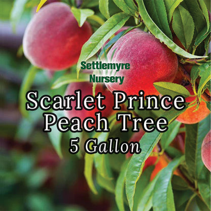 Peach Tree Scarlet Prince 5 Gallon