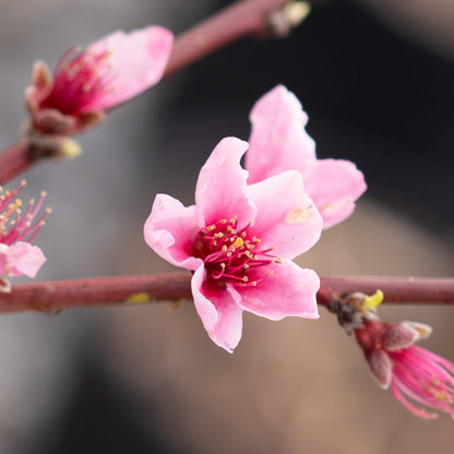 Peach Tree Scarlet Prince 5 Gallon