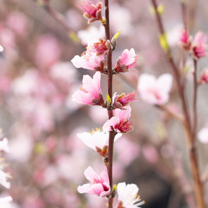 Peach Tree Scarlet Prince 5 Gallon