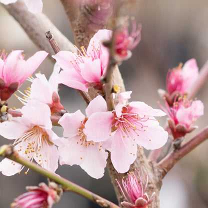 Peach Tree Scarlet Prince 5 Gallon